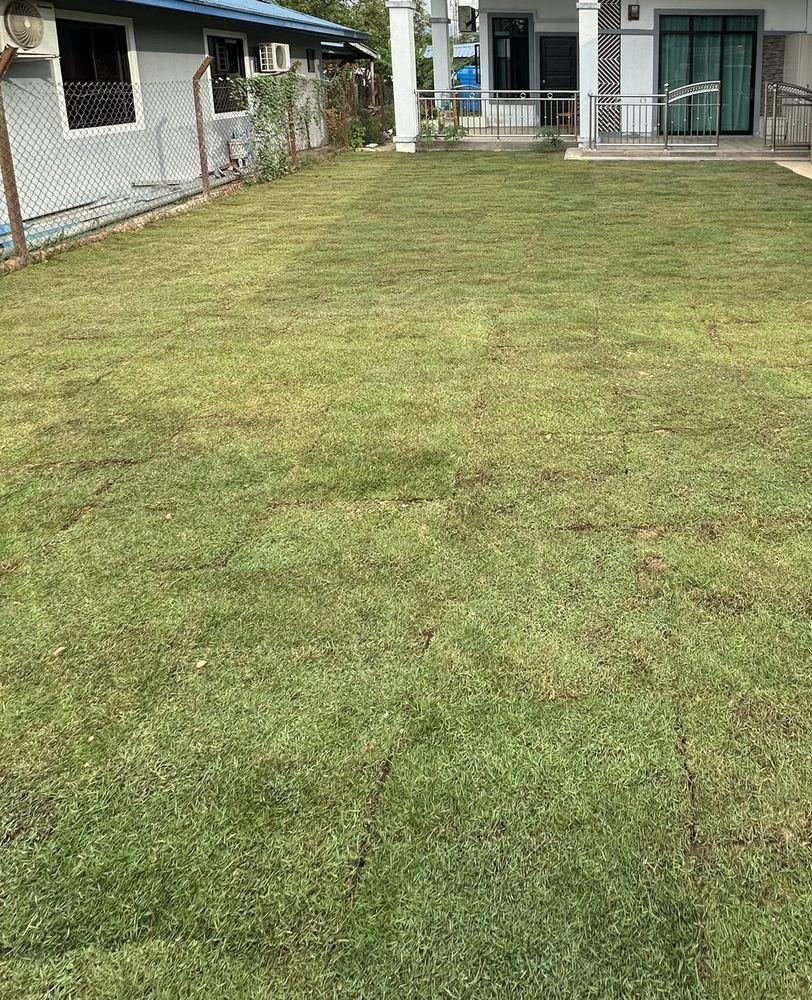 Freshly installed front yard lawn